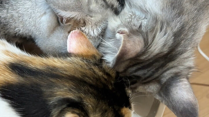 There’s always a reason when a cat suddenly seeks you out.