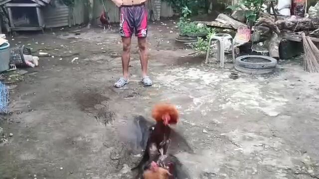 gold vs supersweater