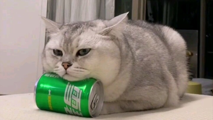 Mọi người ơi, ai có thể nói cho tôi biết rốt cuộc tôi đang nuôi cái gì vậy?