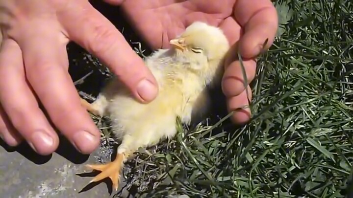 How long does it take to hypnotize a chick?