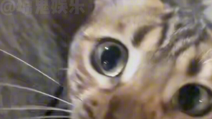 نظرات هذه الهرة الصغيرة تُلَيِّن قلبي حقًا #قطط #نظرات #انسحاب