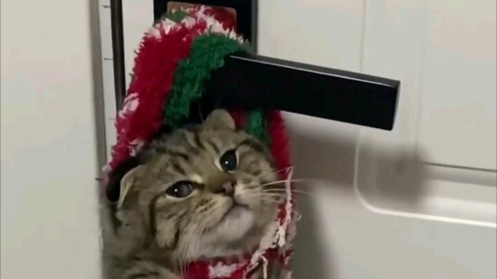 Bạn có thể trừng phạt tôi nhưng không được treo tôi lên cửa.