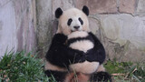 [Mangzai panda besar] Mangzai membuat bola ketan bulat-bulat