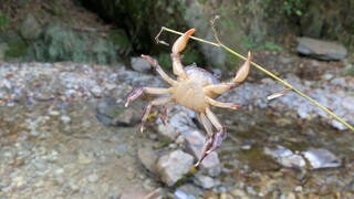 Orang bilang harimau betina galak, apa kepiting betina ini juga galak?