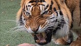 Tiger roar at will Diego!