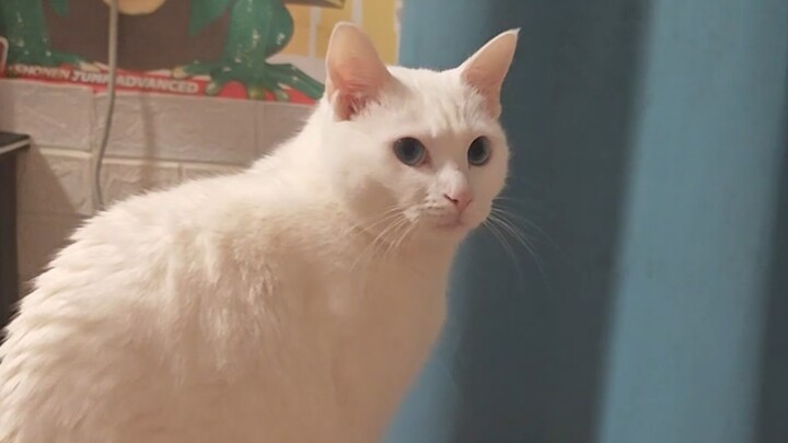 How particular can cats be about evidence?