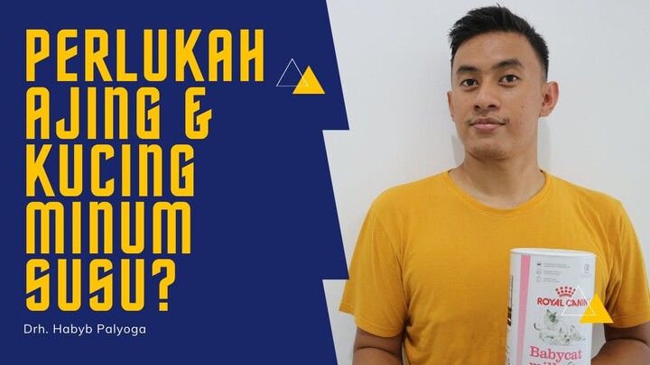 Perlukah Anjing atau Kucing Minum Susu?