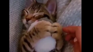 Don't even think about taking the ball while the little kitty is sleeping!