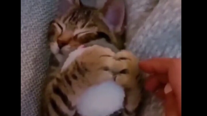 لا تفكر حتى في أخذ الكرة بينما القطة الصغيرة نائمة!