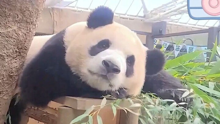 يعرّف الجد أجزاء جسم فوباو، وفوباو يتعاون بكل طاعة. يقول الجد إن طريقة أكل فوباو تشبه كلاً من آيباو 