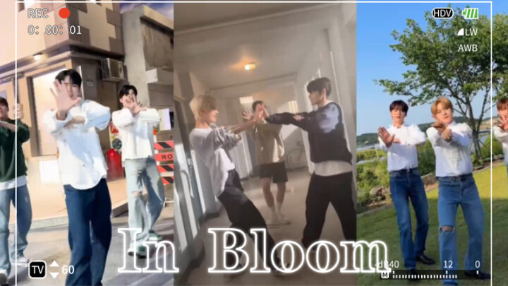 【ZB1 TIKTOK】Thử thách vũ đạo ca khúc debut In Bloom!