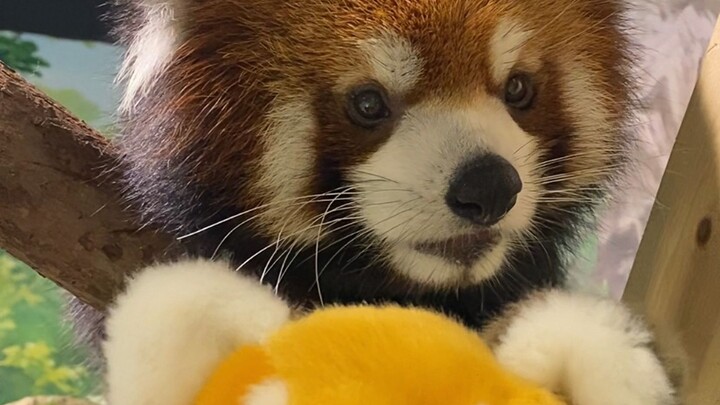 الوحوش الجبّارة لا تُستهان بها، اتضح أن الباندا الصغير أيضًا يغضب ويغار!