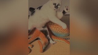 Sẽ như thế nào khi bạn có một moè ntn 🤣meomuoi catstagram catslove meomeo meocute mồnlèo ThanhDuet fypシ catslover xhouse_msk xuhuong mèo