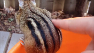 【The Wild Chipmunks in My Backyard】— Keke Can Now Understand Its Name!