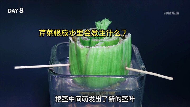千万别把芹菜根切下来放水里，不然就会这样了··