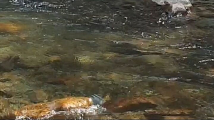 cast net fishing in Nepal | himalayan trout fishing with handmade cast net |