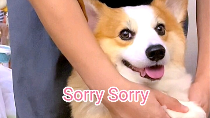 Boss Pi's Hot Dance | Sorry Sorry