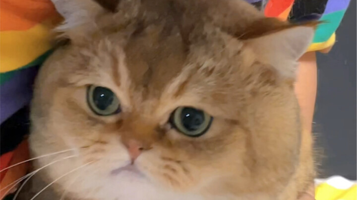 صوت مواء القطّة الغاضبة ما زال رقيقًا وهادئًا إلى هذا الحد؟