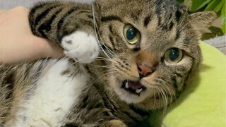 卷：再不摸我我就生气了！