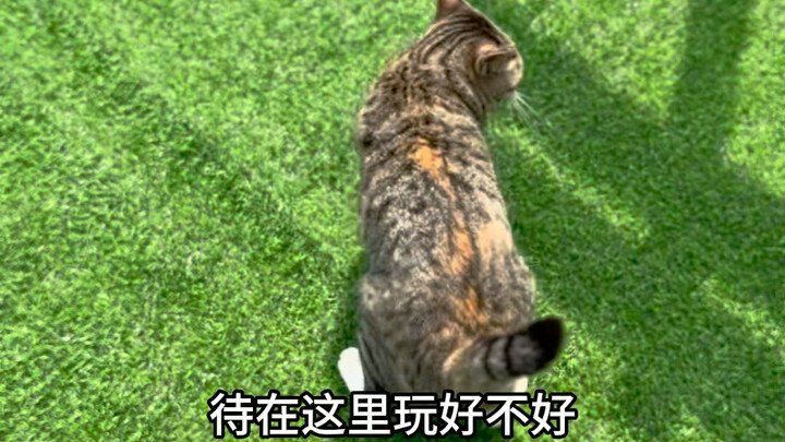 The 20 yuan cat is rubbish