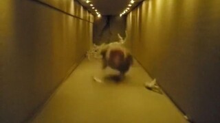 The little cutie approaching at high speed