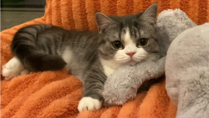 The little left-behind kitten finally gets to see mommy!