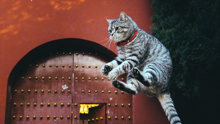 Tiểu Hoa sống ngay cạnh Cố Cung