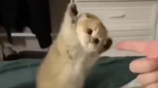 Funny Videos: You Wanna Dance?