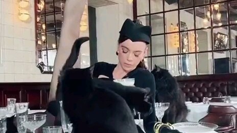 The Temptation of the Charming Cat Girl