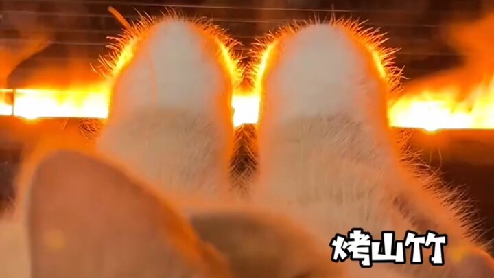 Seberapa Imut Jiojio Si Kucing Kecil?