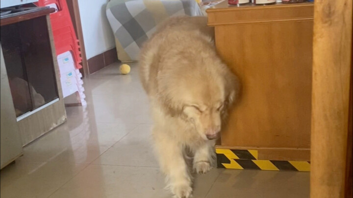 Seekor anjing golden retriever yang mencurigakan mendekatimu.