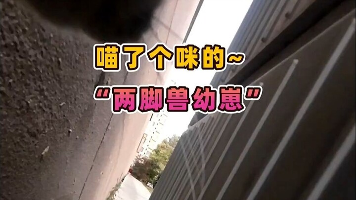 อาจารย์เหมียว: ขอเวลาลับเล็บสักหน่อย แล้วจะกลับมาฟาดฟันกับ “ลูกอ่อนสองขา” อีกครั้ง!