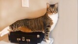 CATS Is Beyond Funny And Cute   Funny Pets Videos