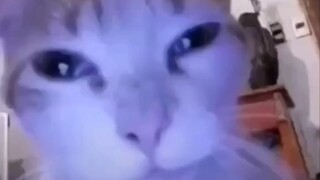 Wassup anh bạn