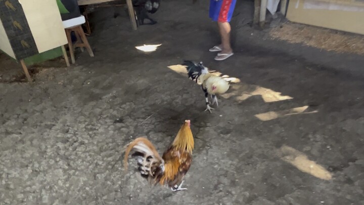 Regular Grey 3 yrs old (WPC Banded 2023)