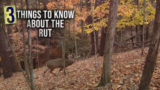 The Best Time to Hunt the Rut