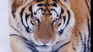 Classmates, as soon as I finish posting this video, I've got to scram—I won't even ask what you're s