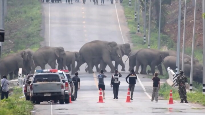 Sekeluarga gajah menyeberangi jalan raya, pemandangannya sungguh mengagumkan!
