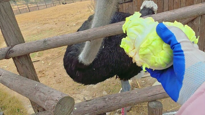 Another day of pure healing~