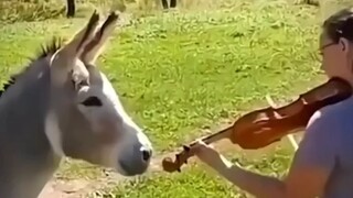 الحمار: احذف الفيديو!!!