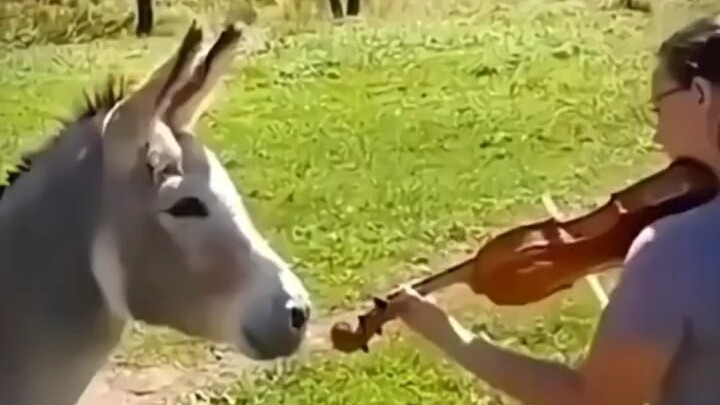 الحمار: احذف الفيديو!!!