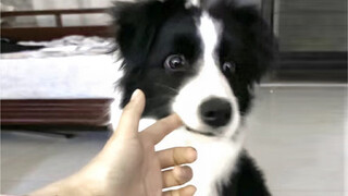 Ketika anjing itu mengira dia tidak sengaja menggigit pemiliknya...reaksinya sangat lucu