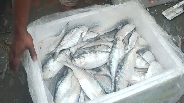 ৫০০ টাকায় ইলিশ রাজা মাছ।