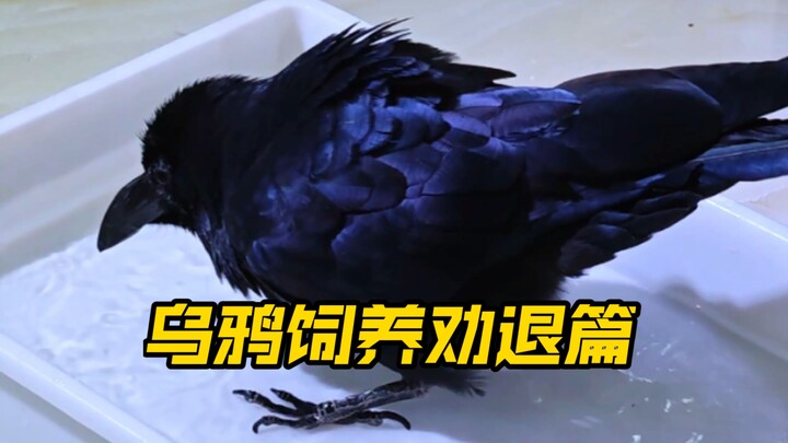 A Guide to Discouraging Crow Raising