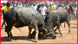 Tradition Carabao Fight. #9