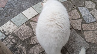 Chích ngứa một đám mây lớn