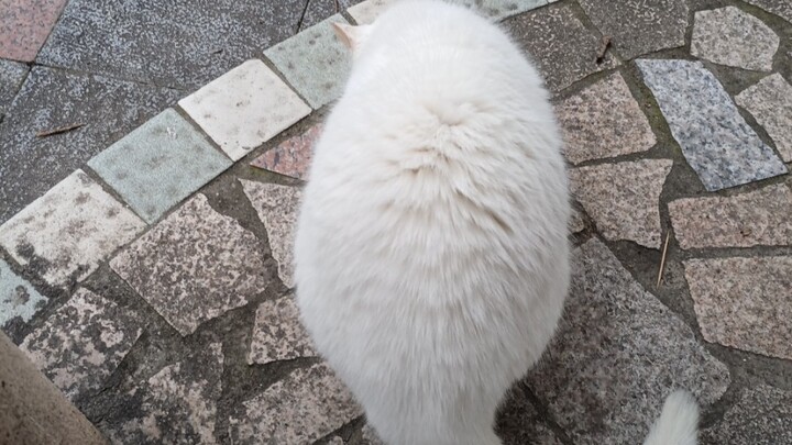 Chích ngứa một đám mây lớn