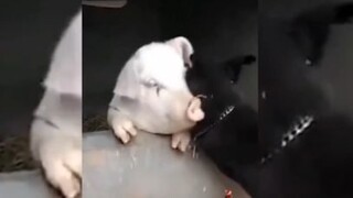 หมูกับหมาจูบกัน ฮาทุกฉาก ขำไม่ไหว！EP.22#Funny