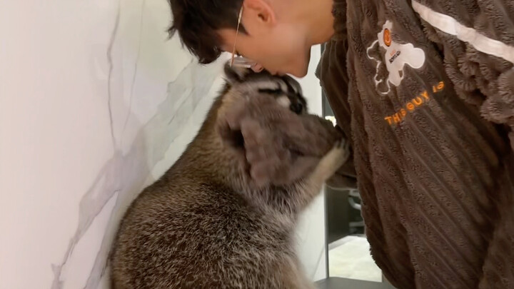 تبيّن أن الراكونات لا يمكن ترويضها بالحب 🐶 #الراكون_الصغير #مضحك