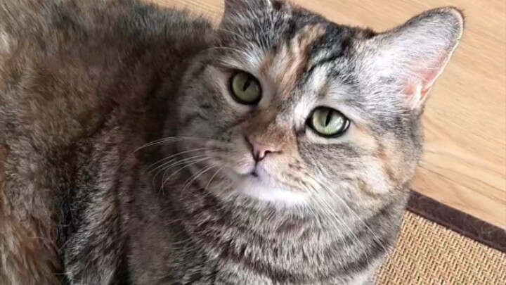 الجو حار، لكن قطتك تريد أن تلتصق بك!